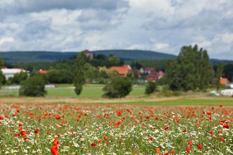 Hotel Waldoase Hirschbuechenkopf Güntersberge Eksteriør billede